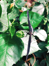 Close-up of butterfly on leaf