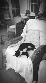 Close-up of young bird