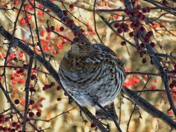 Close-up of bird perching on tree