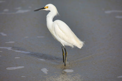 White bird on a lake