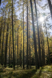 Pine trees in forest