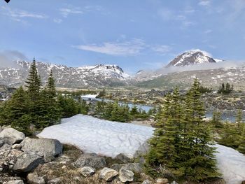 Pine trees on snowcapped mountains against sky