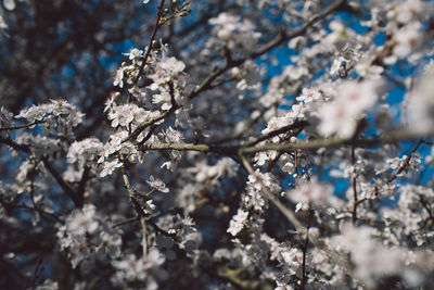 Close-up of cherry blossom tree during winter