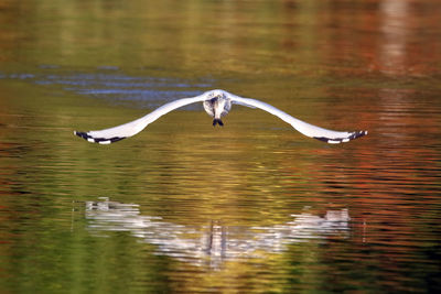 Ring-billed gull carrying hunted fish over river