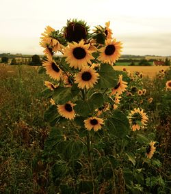 Close-up of sunflower on field