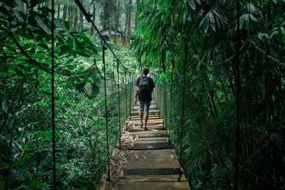 People walking on footpath in forest