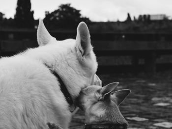 Close-up of cat on grass