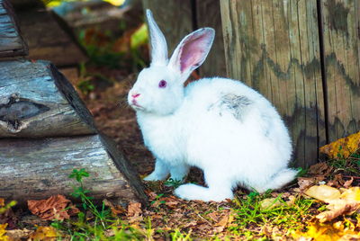 View of a rabbit lying on field