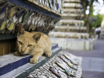 Close-up of cat