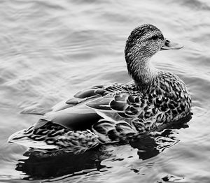 Close-up of duck swimming in lake