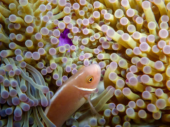 Close-up of fish in sea