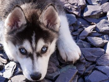 High angle portrait of siberian husky on stones