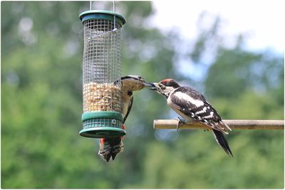 Woodpeckers by feeder against trees