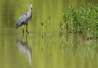 High angle view of gray heron on lake