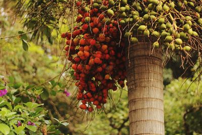 Close-up of fruits growing on tree