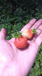 Close-up of strawberries