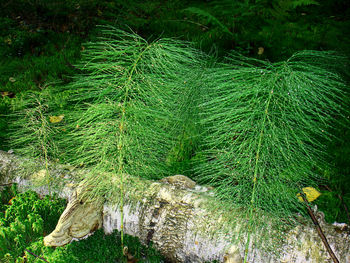 Plants growing in forest