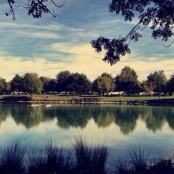 Reflection of trees in calm lake