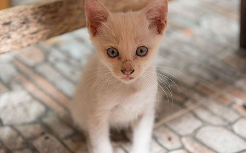 Close-up portrait of cat