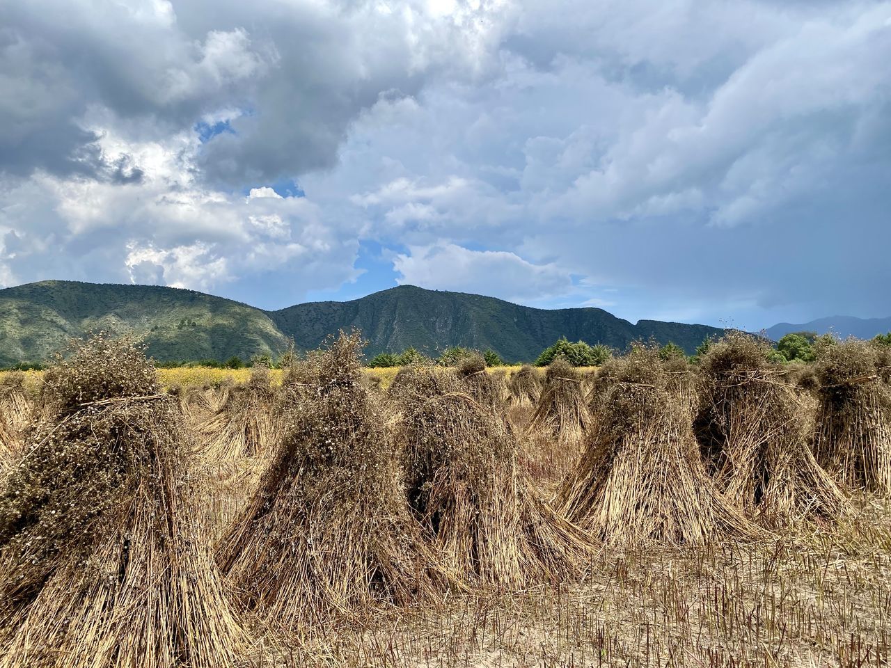 VIEW OF FIELD AGAINST SKY