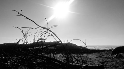 Silhouette plants on field by sea against clear sky