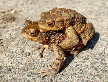 Close-up of frog on rock