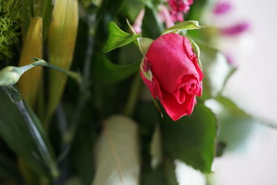 Close-up of red rose