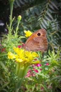 Close-up of honey bee on yellow flower