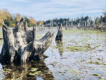 Close-up of driftwood in water