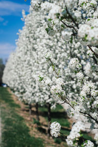 Close-up of white cherry blossom tree