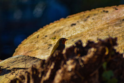 Close-up of bird on rock