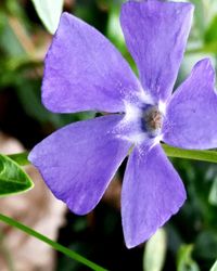 Close-up of purple flowers blooming