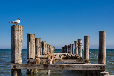 Black-headed gull perching on wooden post in sea against clear blue sky