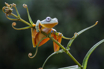Close-up of insect on plant