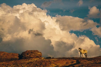 View of horse on land against sky