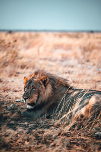 Close-up of a cat lying on land