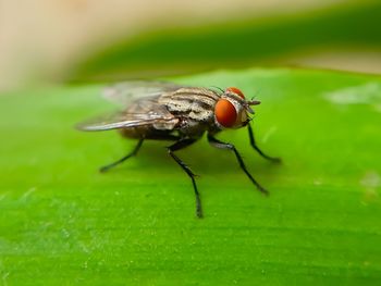 Close-up of fly on leaf