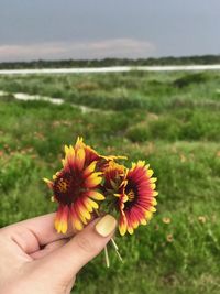 Close-up of hand holding red flower