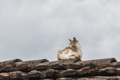 Cat sitting on rock against sky