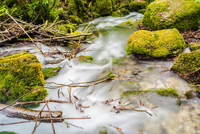 Scenic view of waterfall in forest