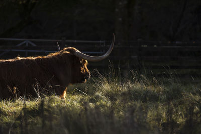 View of a horse on field