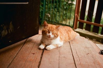 Film photo of sleepy ginger cat