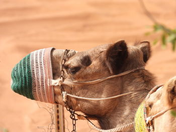 Close-up of a camel