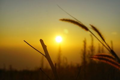 Close-up of silhouette plants against sky during sunset