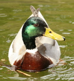 Close-up of duck in lake