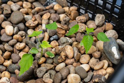 High angle view of potted plant on pebbles