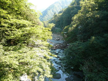 River amidst trees in forest