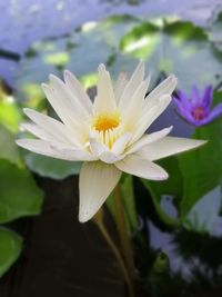 Close-up of water lily in lake