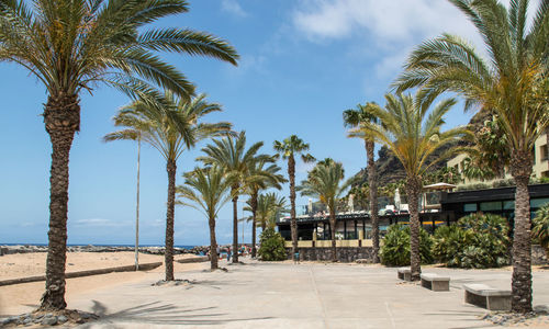 Palm trees at beach against sky