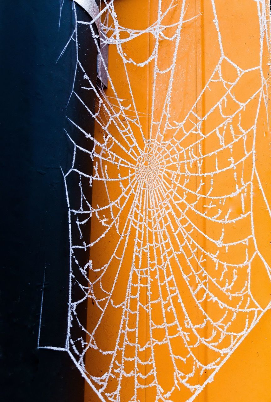 FULL FRAME SHOT OF SPIDER WEB ON ORANGE LEAF